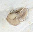 Scare Cyphaspis Carrolli Trilobite - Oklahoma #50972-1